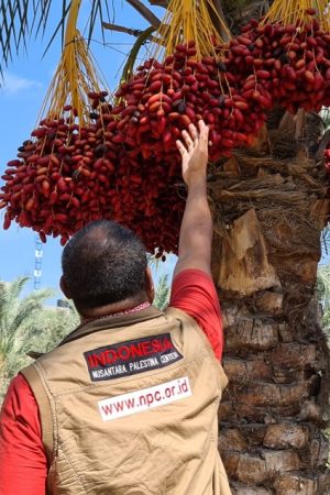 buah-buahan